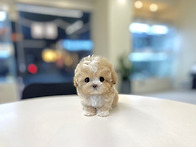 부산강아지분양 5만원