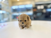 부산강아지분양 5만원