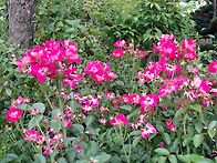 찔레장미(26.6...