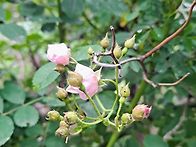 연분홍찔레꽃(25..