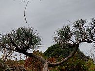 소나무2 전지 완료..