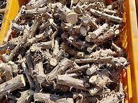 엄나무손질(26.1..