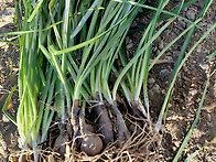 꽃무릇 심다(26...