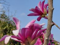 별목련(자주색)-..