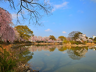 수양벚꽃핀 연지못