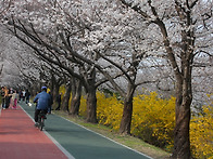 아름다운 봄을 볼수있어서..