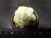 아이시그린