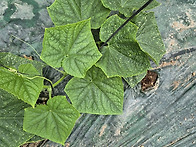 세균성 점뮈병의 예방 과 ..