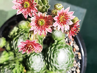 "거미줄바위솔"의 꽃.