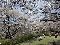 안산벗꽃길 ~~^^