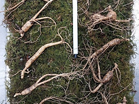 씨산양삼 8년근 ..