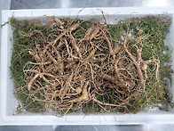 씨산양삼 8년근,..