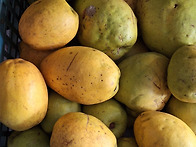 깊은산골모과판매..