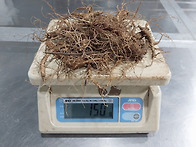 산양삼 5~9년근,..