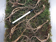 산양삼 정삼부터 ..