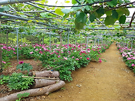 [수련회 장소]미니가든&황..