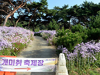 문경 정기여행사진(개미취..