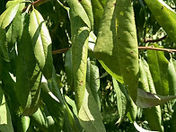 복숭아 잎상태?