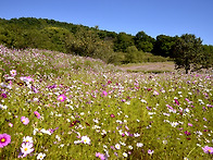 상당산성 코스모스