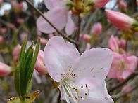 산철쭉,철쭉