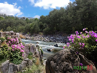 산철쭉