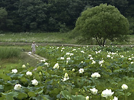 습지공원 여름풍경