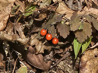 문경 주흘산 관봉..