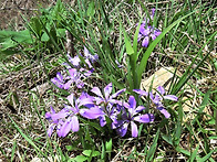 ' 각시붓꽃 변이종..