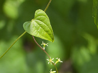 각시마