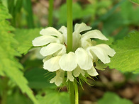 야생화 이꽃이름은..