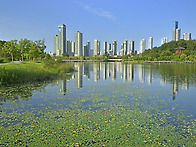 호수공원 어리연 ..