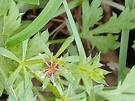 갈퀴덩굴 일까요