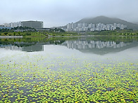 호수공원 노랑어리..