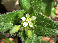 ' 점나도나물 ' ..