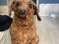 4월 11일 토요일 보호소입..