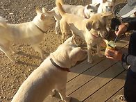 대형견사 아이들 공유드려..