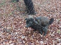 4월 12일 대형견 아이들입..