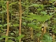 천마가올라온다.