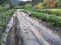 배추심기 무우씨 파종