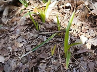 서반단엽 밭에서 대박^~^..