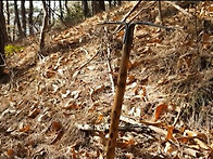 초보 춘란인 봉수면|합천호..