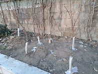 능수홍도화 4그루..