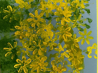 개나리 미술 완성 / 개미가..