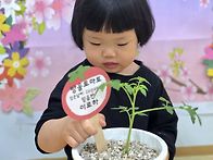 식목일 행사- 방울토마토를..