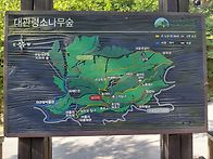 대관령소나무숲길