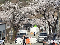 5일 청풍호 벚꽃은?&hellip;만개..