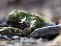 변산바람꽃