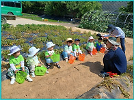 감자를 캐요~(잎새반)