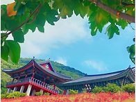 지금 운수사는 꽃무릇 마중