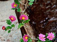 운수사 국화 축제(금송회봉..